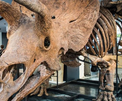 World's largest triceratops skeleton